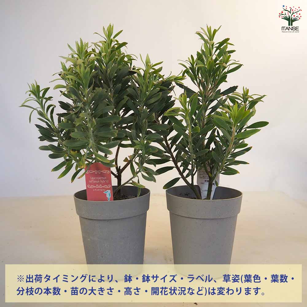 大株　リューコスペルマム　リゴレット　鉢植え　苗 リューコスペルマム リゴレット 【花木苗 6号／1個売り