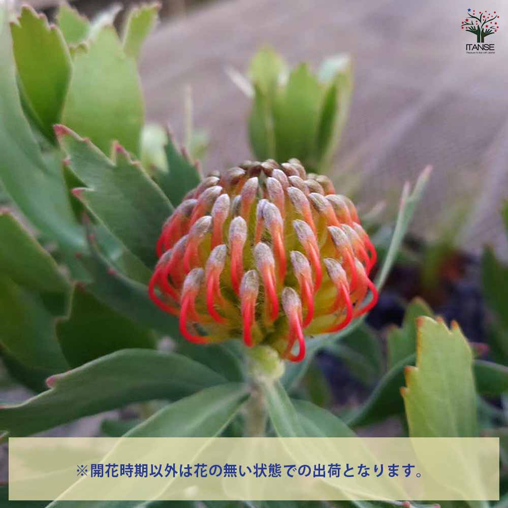 リューコスペルマム レポンス 【花木苗 5号／1個売り】｜ 【植物の