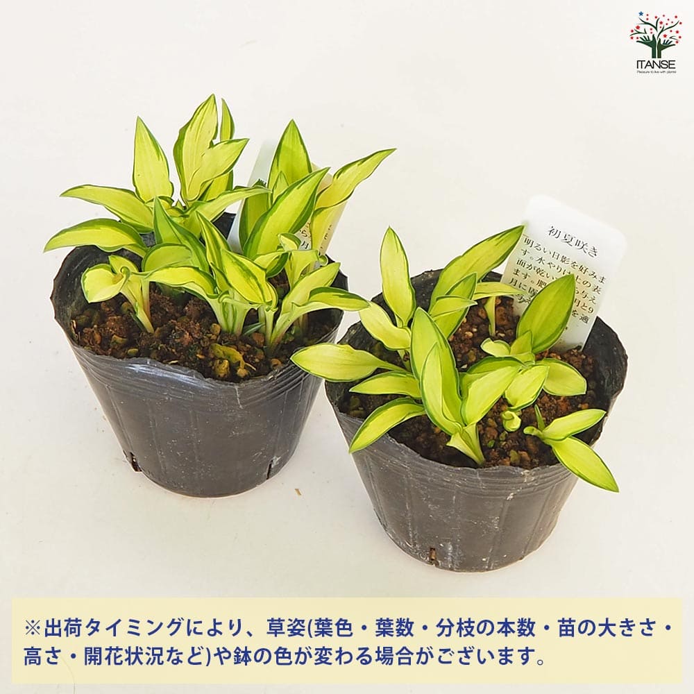 ホスタ(ギボウシ) 春風 【花苗 3号】｜ 【植物のITANSE】全品