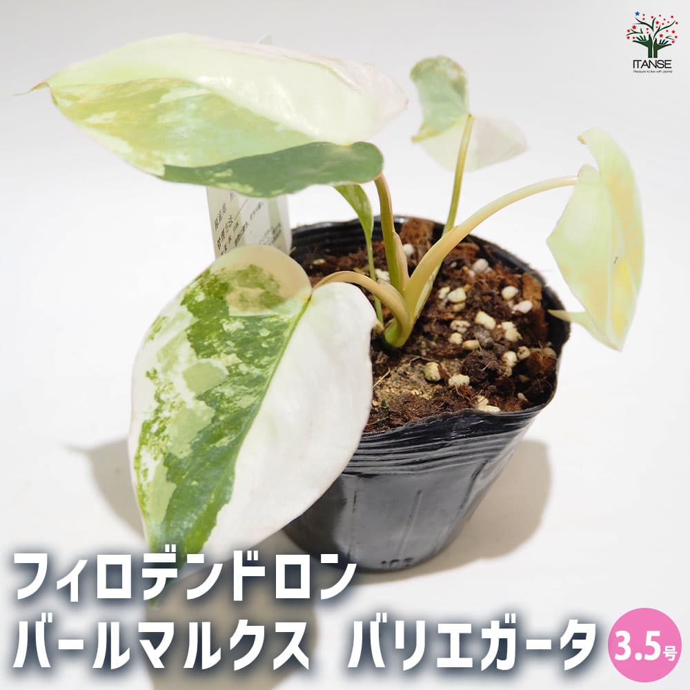 フィロデンドロン バールマルクス バリエガ 【観葉植物 3.5号