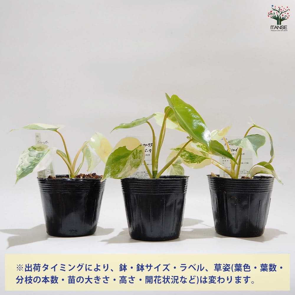 フィロデンドロン バールマルクス バリエガ 【観葉植物 3.5号