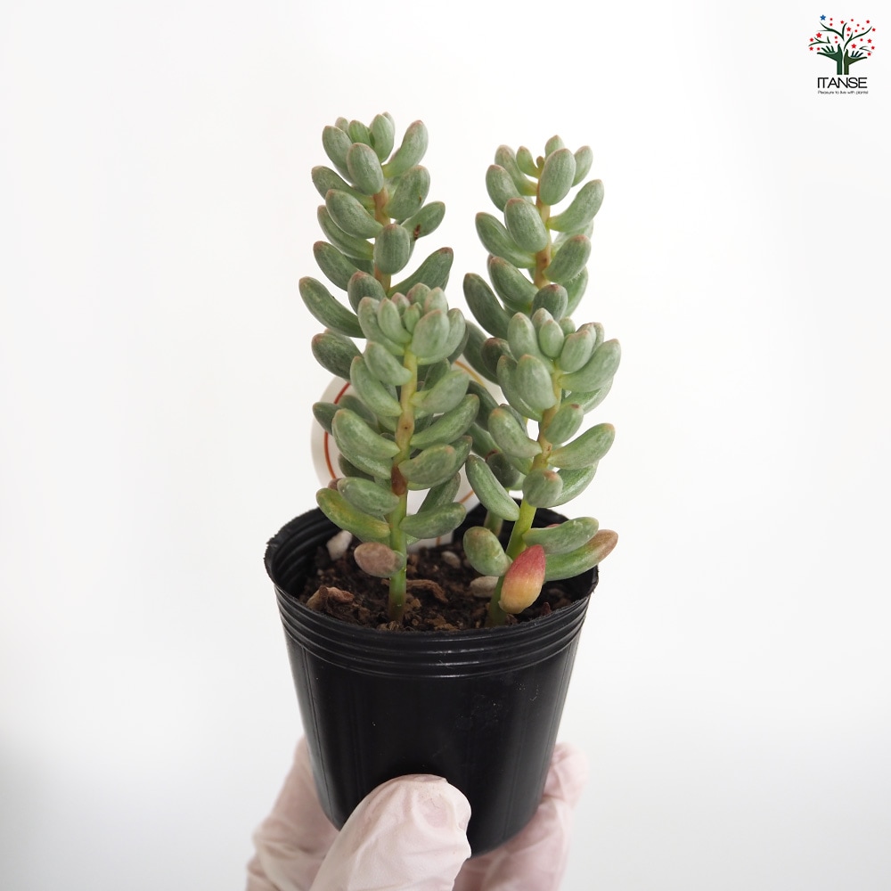 セダム 雫玉 【多肉植物 2号】｜ 【植物のITANSE】全品送料無料