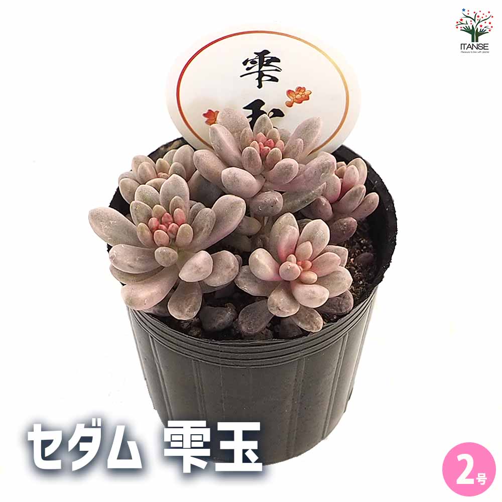 セダム 雫玉 【多肉植物 2号】| 【植物のITANSE】全品送料無料 セダム 雫玉 【多肉植物 2号】| 【植物のITANSE】全品送料無料