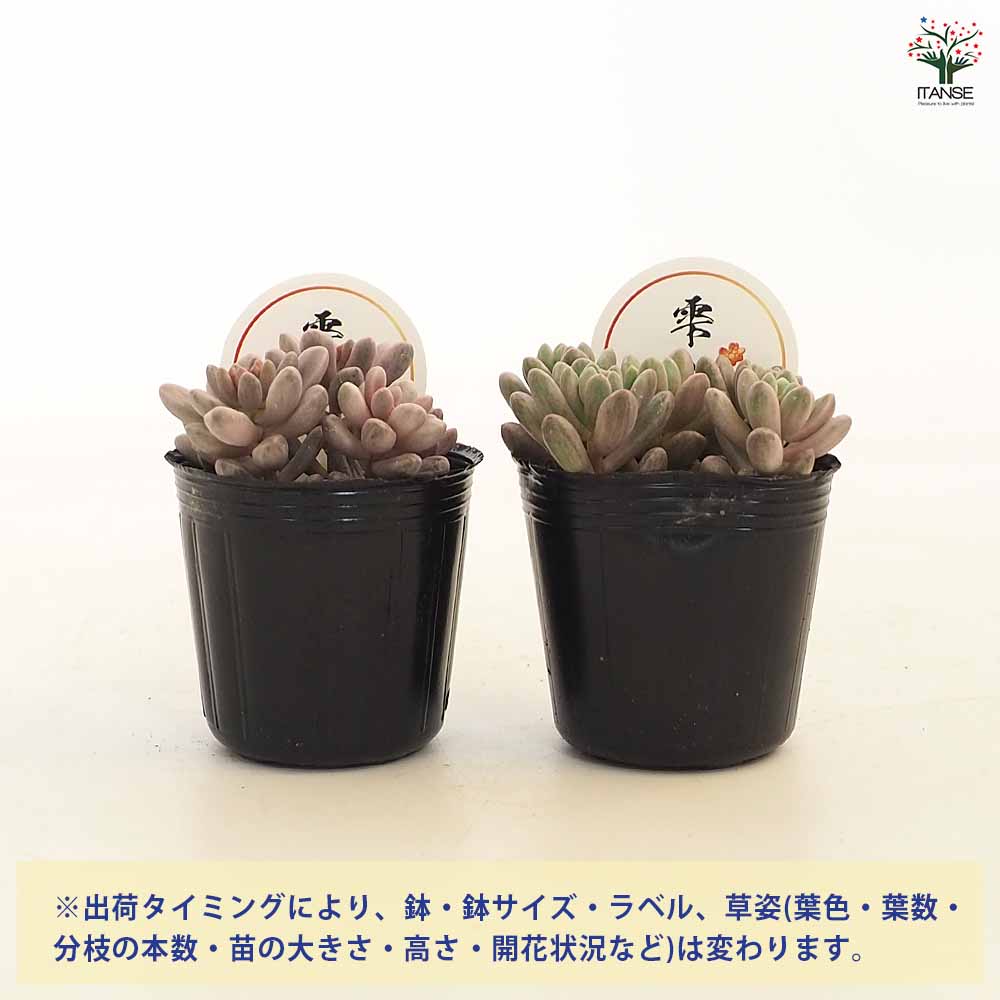 セダム 雫玉 【多肉植物 2号】｜ 【植物のITANSE】全品送料無料