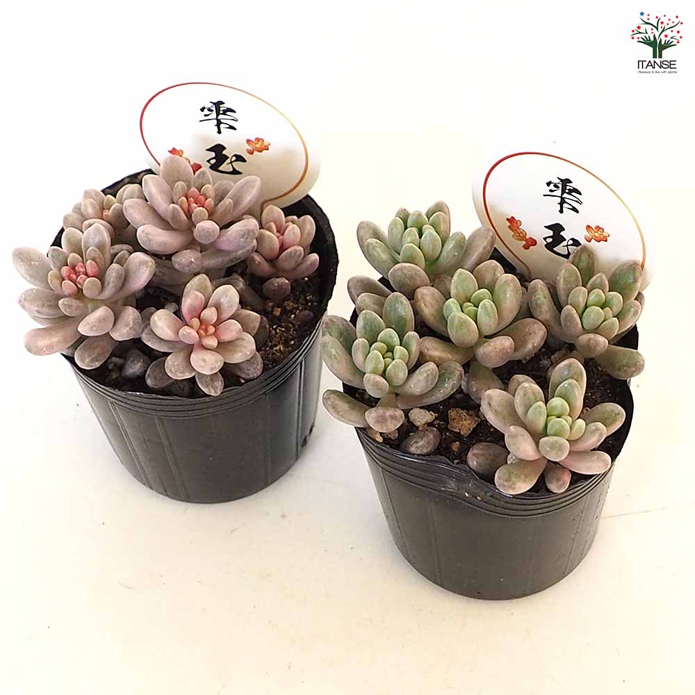 セダム 雫玉 【多肉植物 2号】｜ 【植物のITANSE】全品送料無料