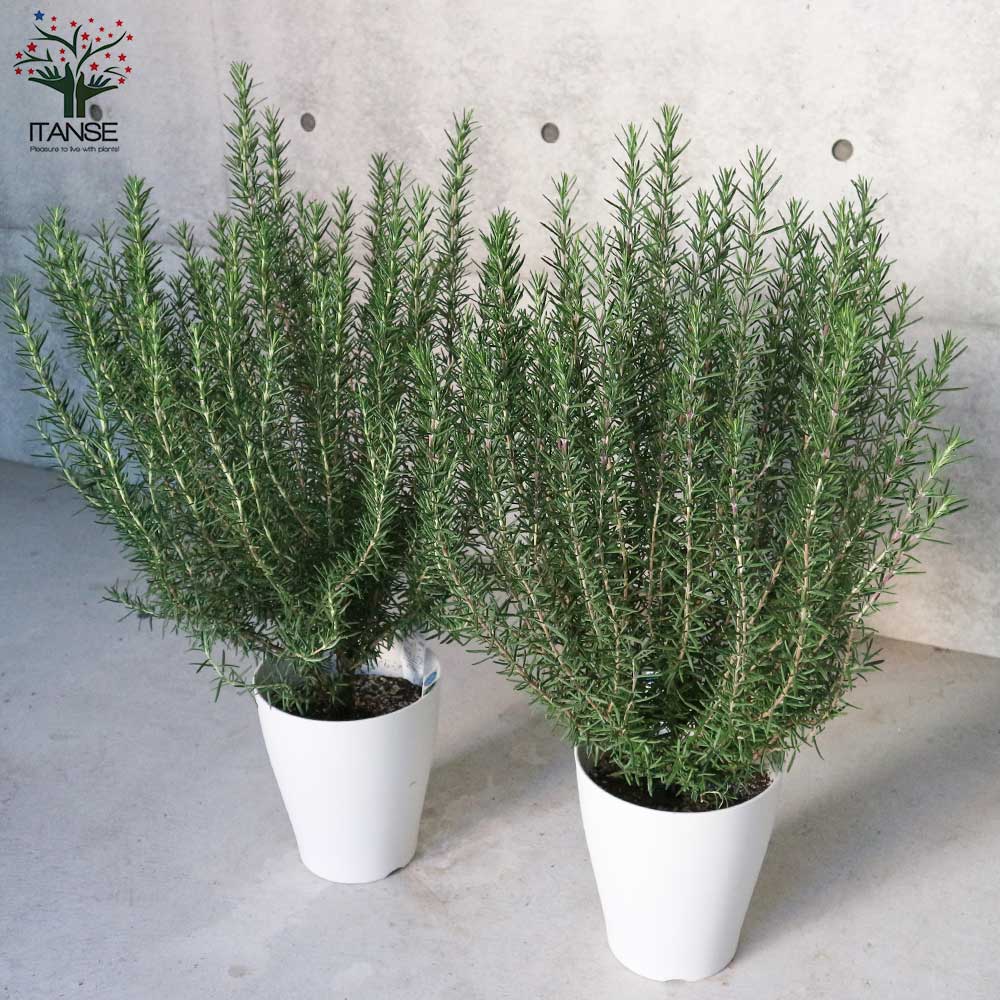 ローズマリー苗 ・ シルバースター苗(枝変わり) 2種セット 極美株 ローズマリーの苗 マリンブルー【ハーブの苗 7号プラスチックロング白