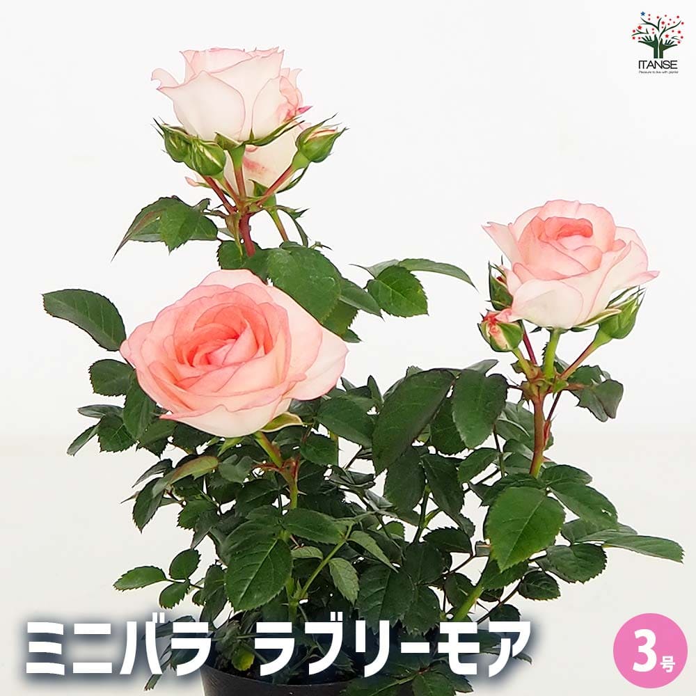 ミニ薔薇 ラブリーモア 【花木苗 3号】｜ 【植物のITANSE】全品