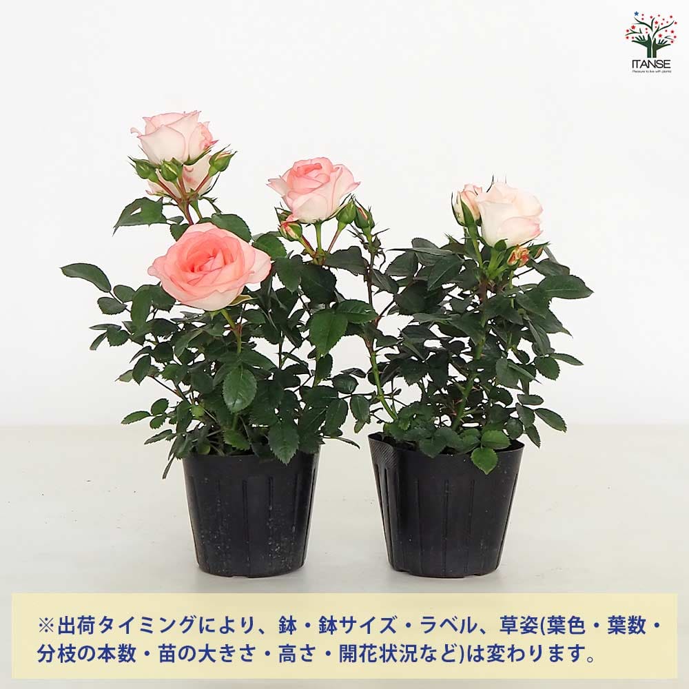 ミニ薔薇 ラブリーモア 【花木苗 3号】｜ 【植物のITANSE】全品