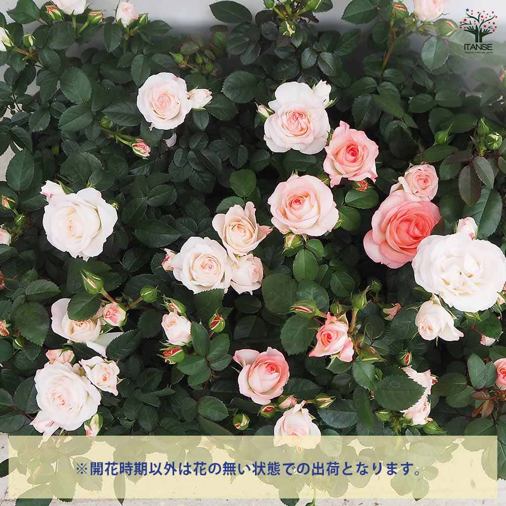 ミニ薔薇 ラブリーモア 【花木苗 3号】｜ 【植物のITANSE】全品