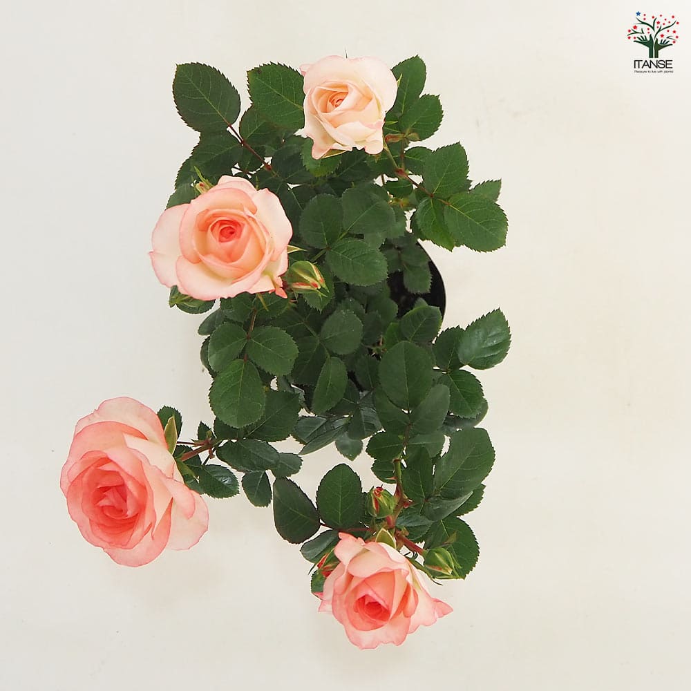 ミニ薔薇 ラブリーモア 【花木苗 3号】｜ 【植物のITANSE】全品