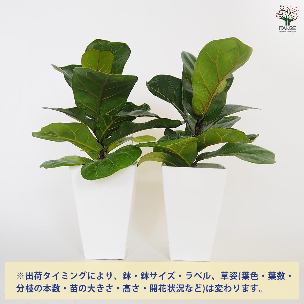 フィカス リラータ(カシワバゴム) 【観葉植物 4号】｜ 【植物の