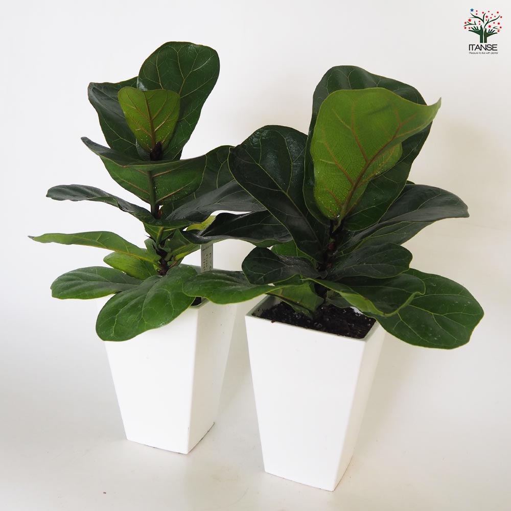 フィカス リラータ(カシワバゴム) 【観葉植物 4号】｜ 【植物の