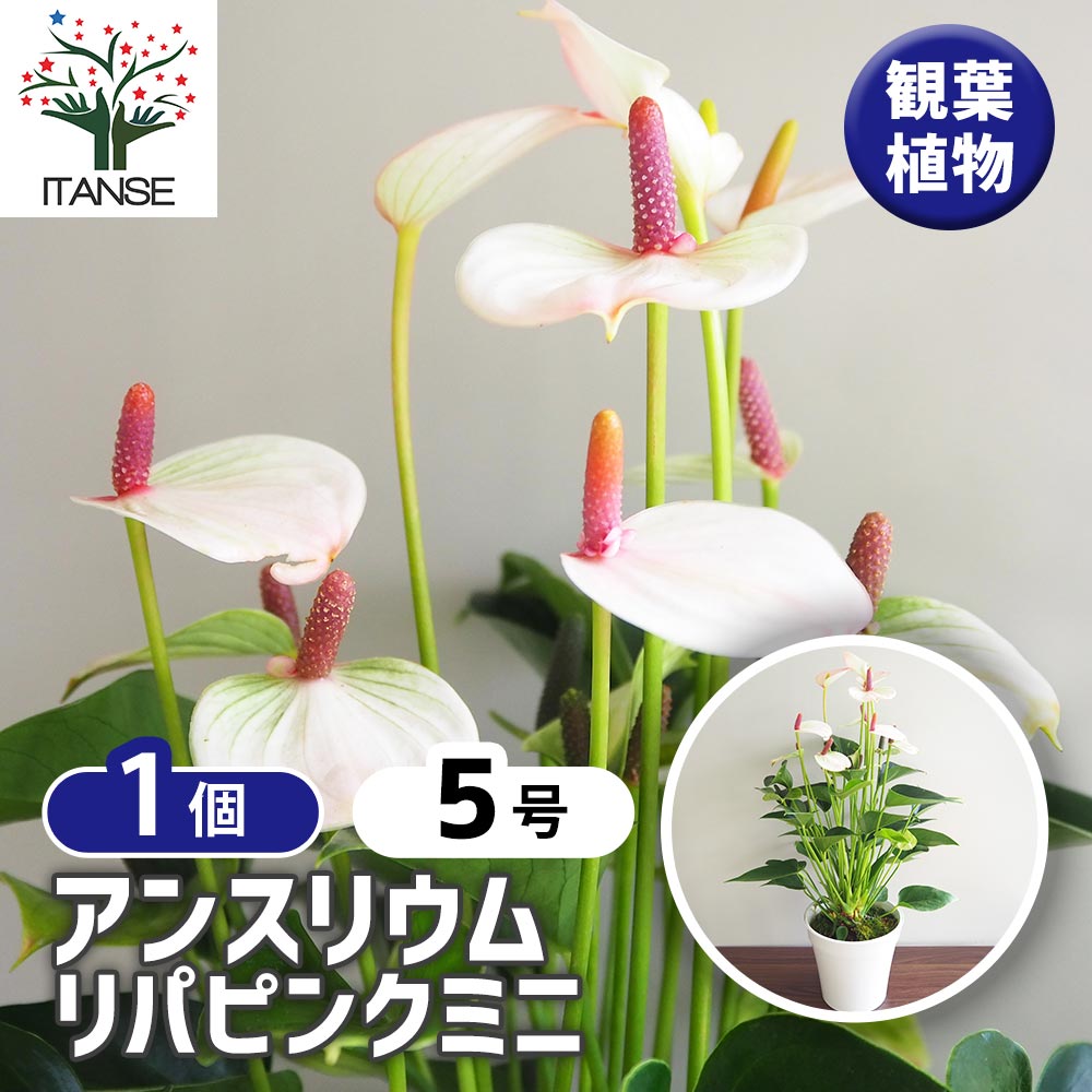 アンスリウム リパピンクミニ 【観葉植物 5号／1個売り】｜ 【植物の