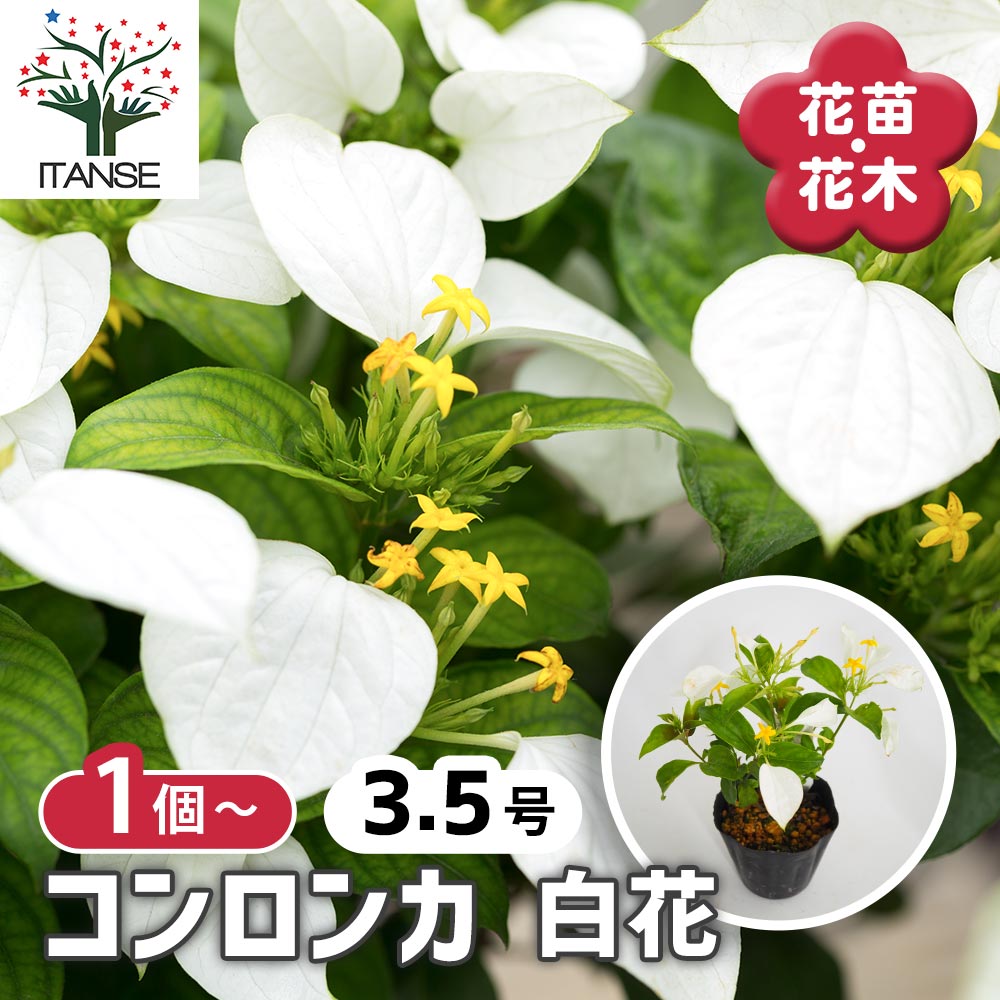 コンロンカ 白花