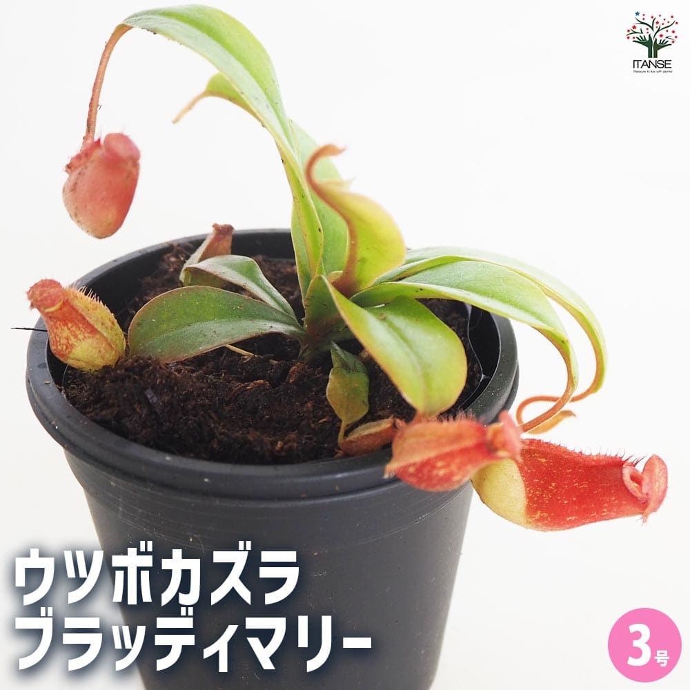 食虫植物 ウツボカズラ ブラッディマリー 【観葉植物 3号／1個売り