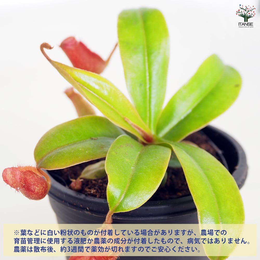 食虫植物 ウツボカズラ ブラッディマリー 【観葉植物 3号/1個売り】