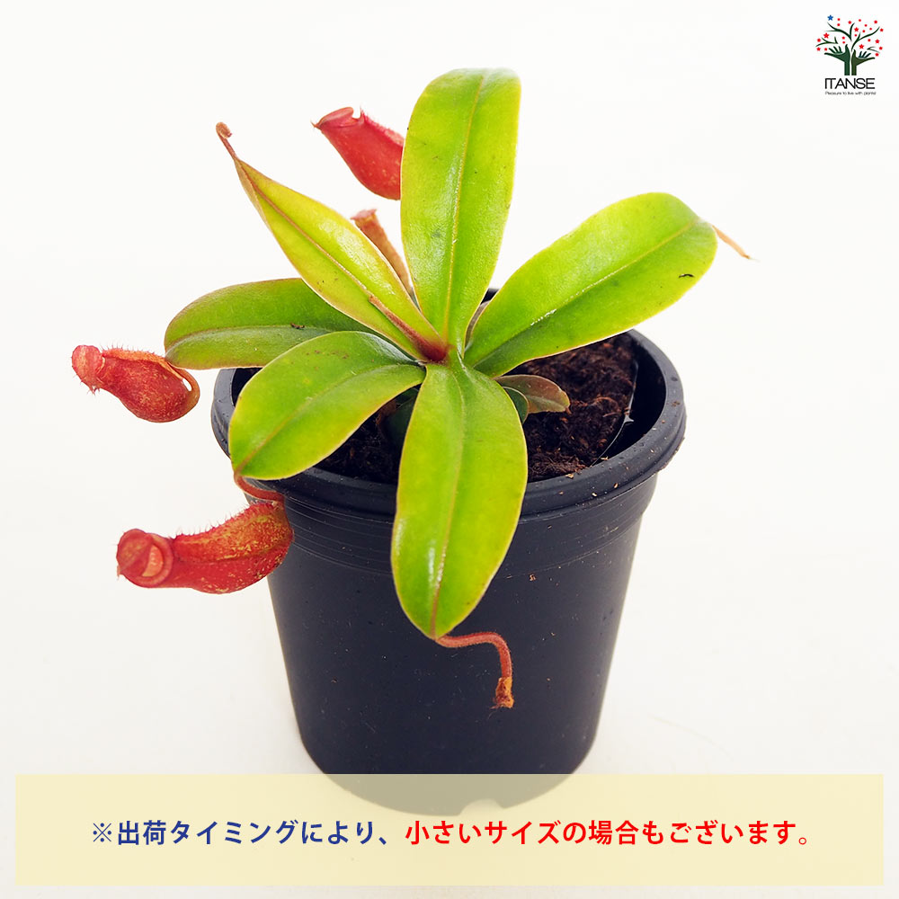 食虫植物 ウツボカズラ ブラッディマリー 【観葉植物 3号/1個売り】