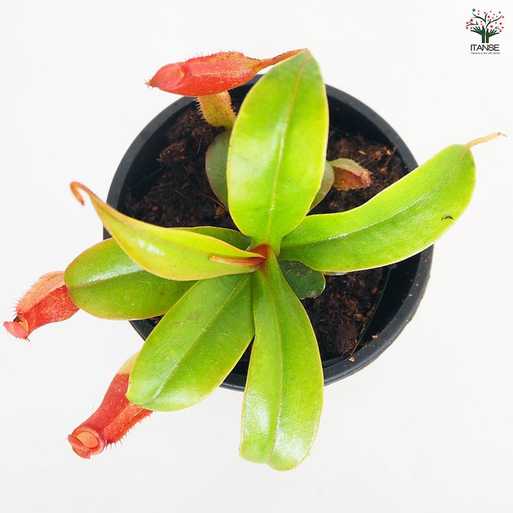食虫植物 ウツボカズラ ブラッディマリー 【観葉植物 3号/1個売り】
