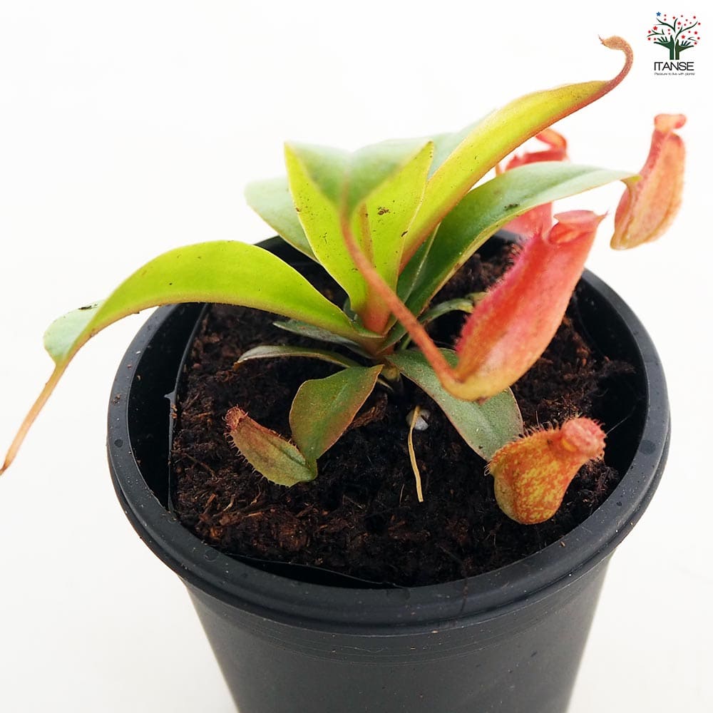 食虫植物 ウツボカズラ ブラッディマリー 【観葉植物 3号/1個売り】