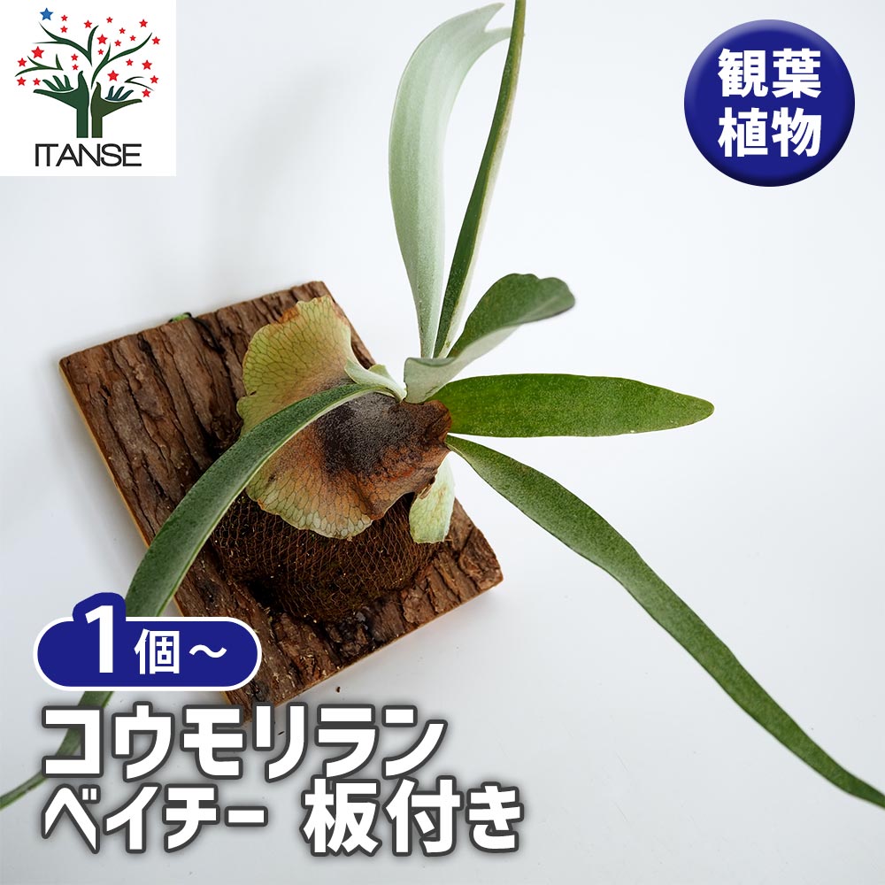 コウモリラン ベイチー 板付き 【観葉植物 ／1個売り】｜ 【植物の