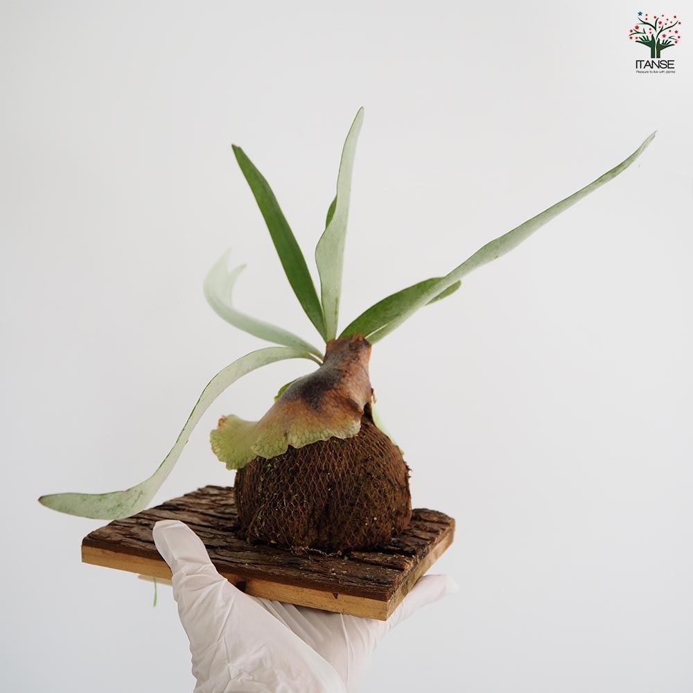 コウモリラン ベイチー 板付き 【観葉植物 ／1個売り】｜ 【植物の