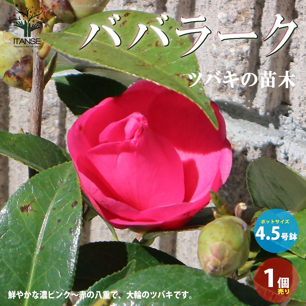 椿(ツバキ)の苗木 品種：ババラーク【庭木 4.5号鉢／1個売り】