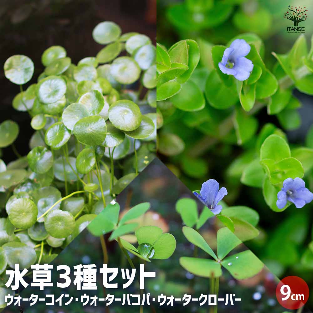 ウォーターシリーズ 3品種セット 【花苗 3号】