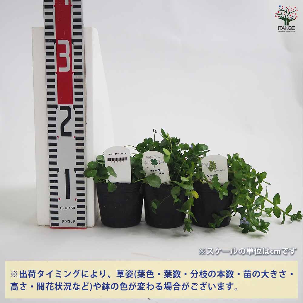 ウォーターシリーズ 3品種セット 【花苗 3号】