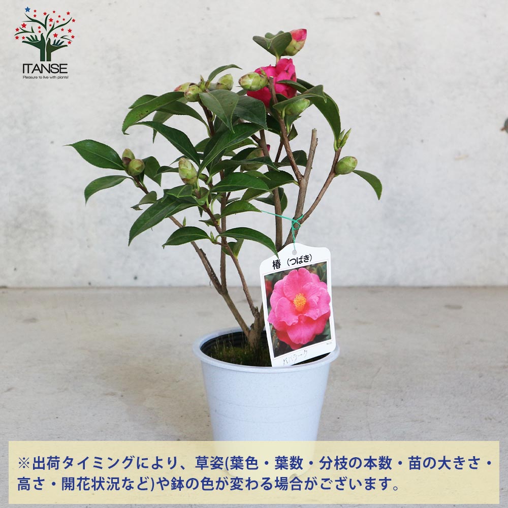 椿(ツバキ)の苗木 品種：ババラーク【庭木 4.5号鉢／1個売り】