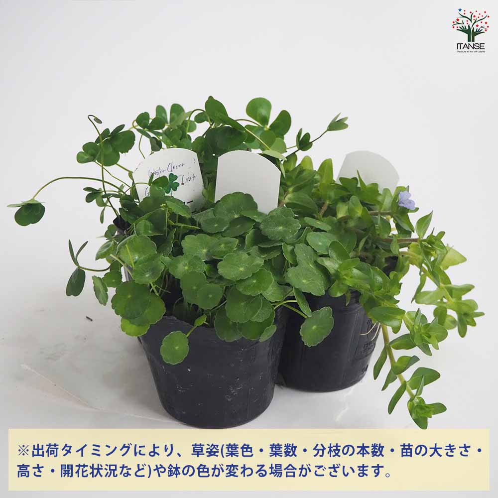 ウォーターシリーズ 3品種セット 【花苗 3号】