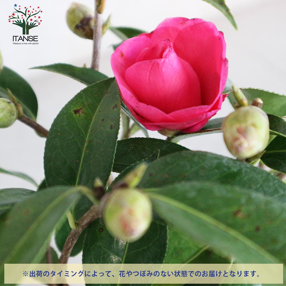 椿(ツバキ)の苗木 品種：ババラーク【庭木 4.5号鉢／1個売り】