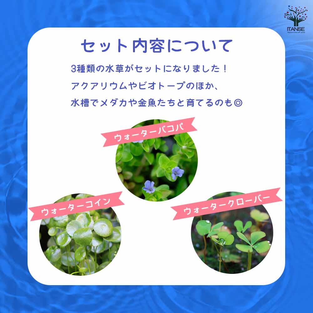 ウォーターシリーズ 3品種セット 【花苗 3号】