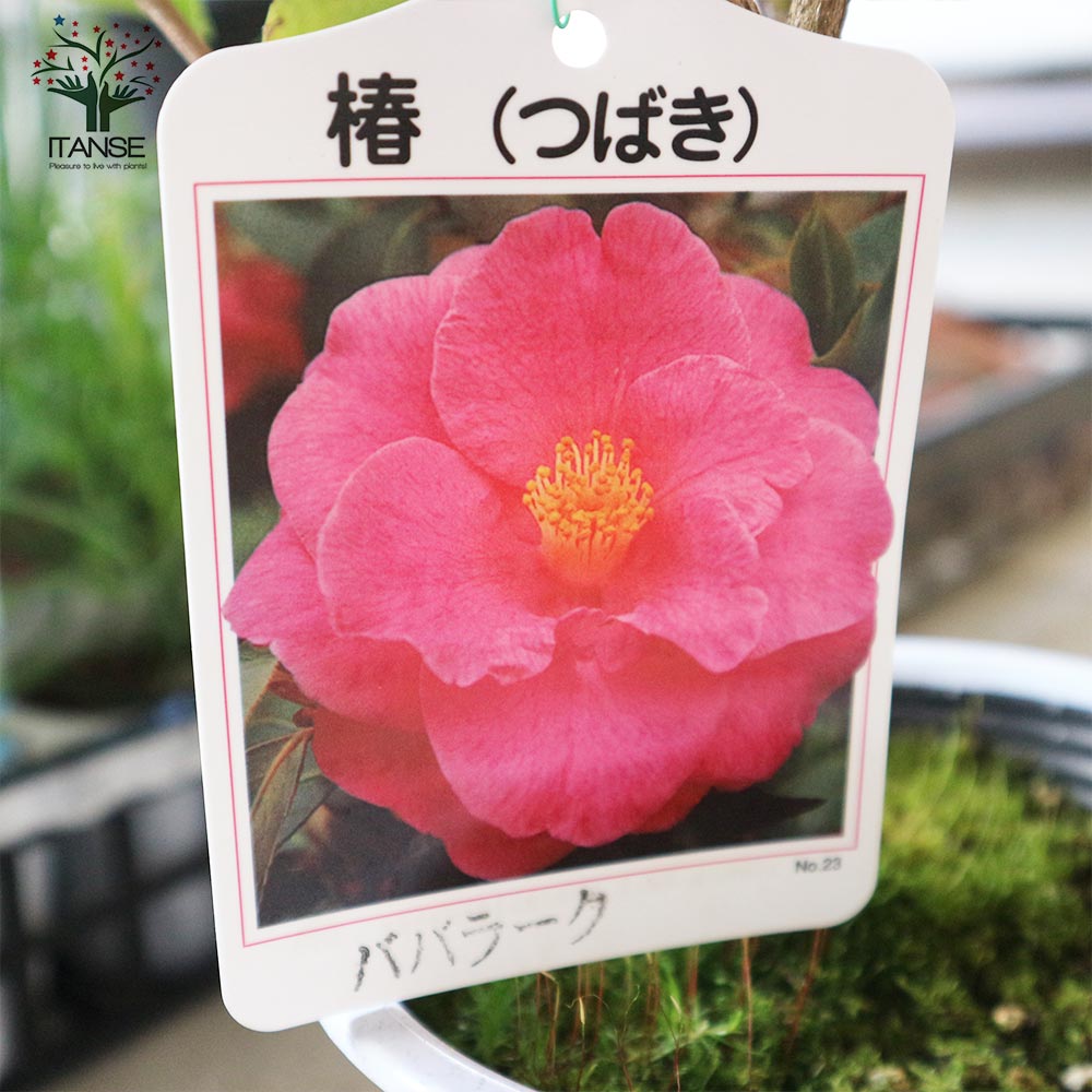 椿(ツバキ)の苗木 品種：ババラーク【庭木 4.5号鉢／1個売り】