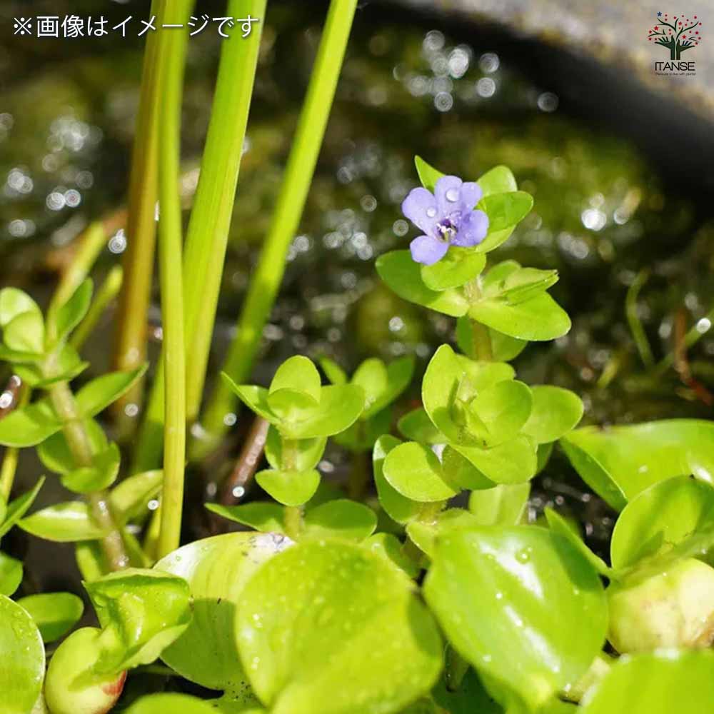 ウォーターシリーズ 3品種セット 【花苗 3号】｜ 【植物のITANSE