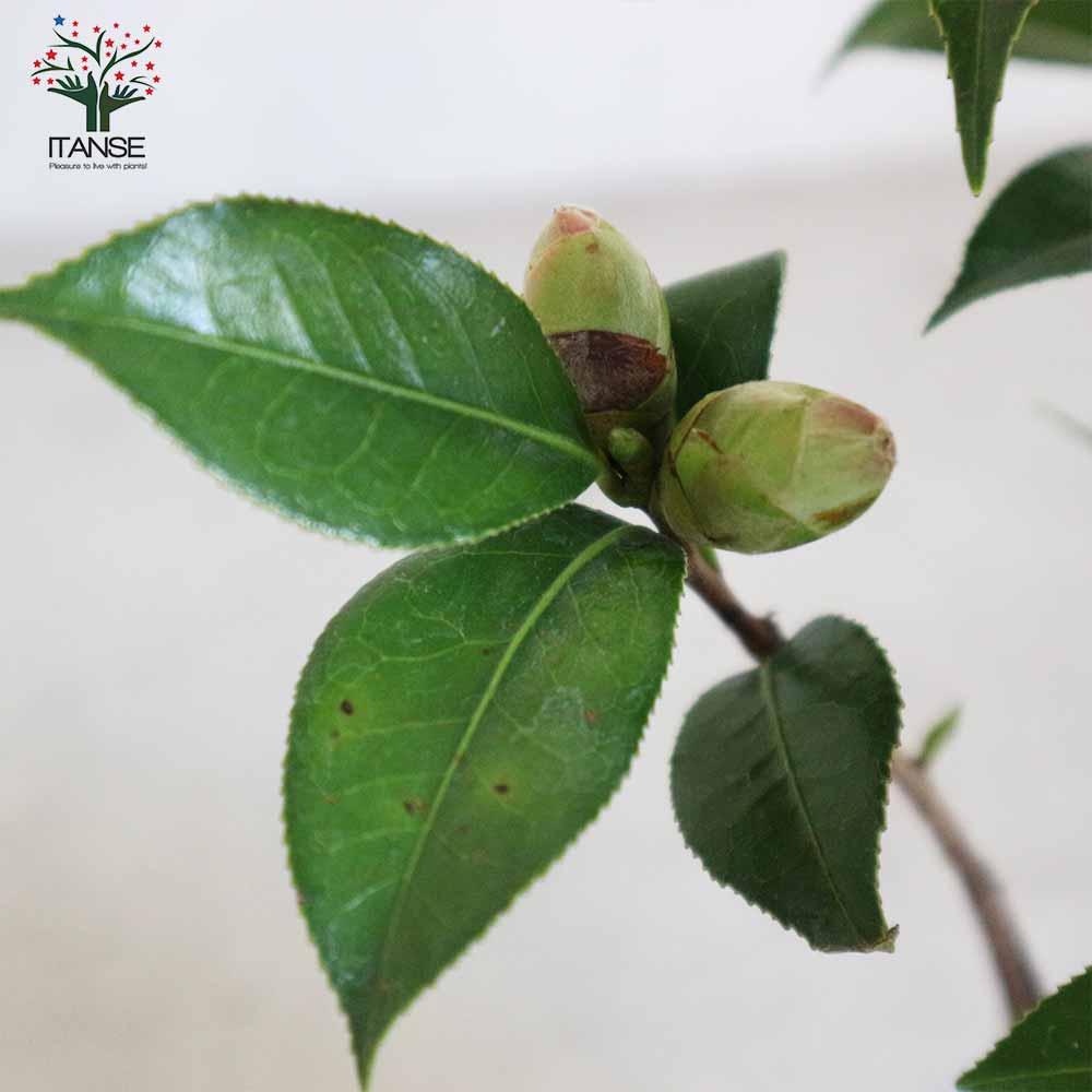 椿(ツバキ)の苗木 品種：ババラーク【庭木 4.5号鉢／1個売り】