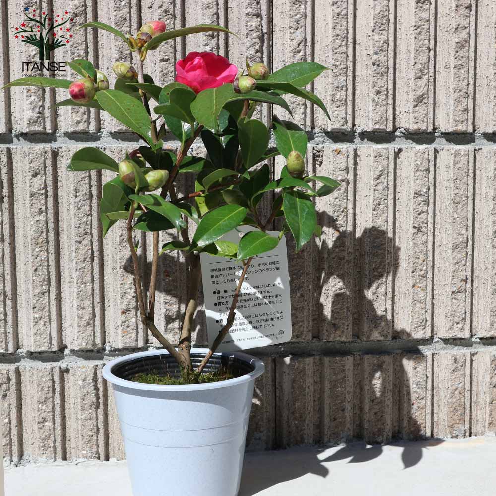 椿(ツバキ)の苗木 品種：ババラーク【庭木 4.5号鉢／1個売り】