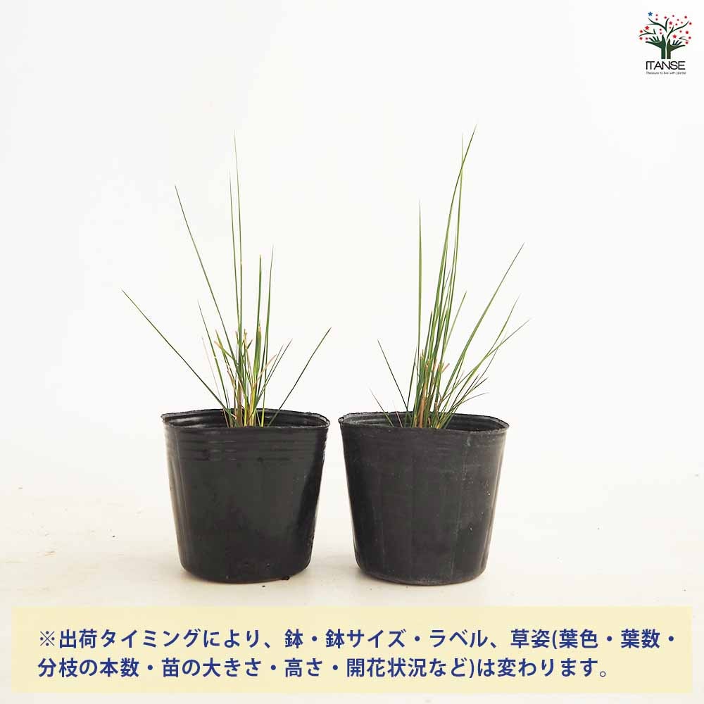 ミューレンベルギア カピラリス 【花苗 3.5号】｜ 【植物の