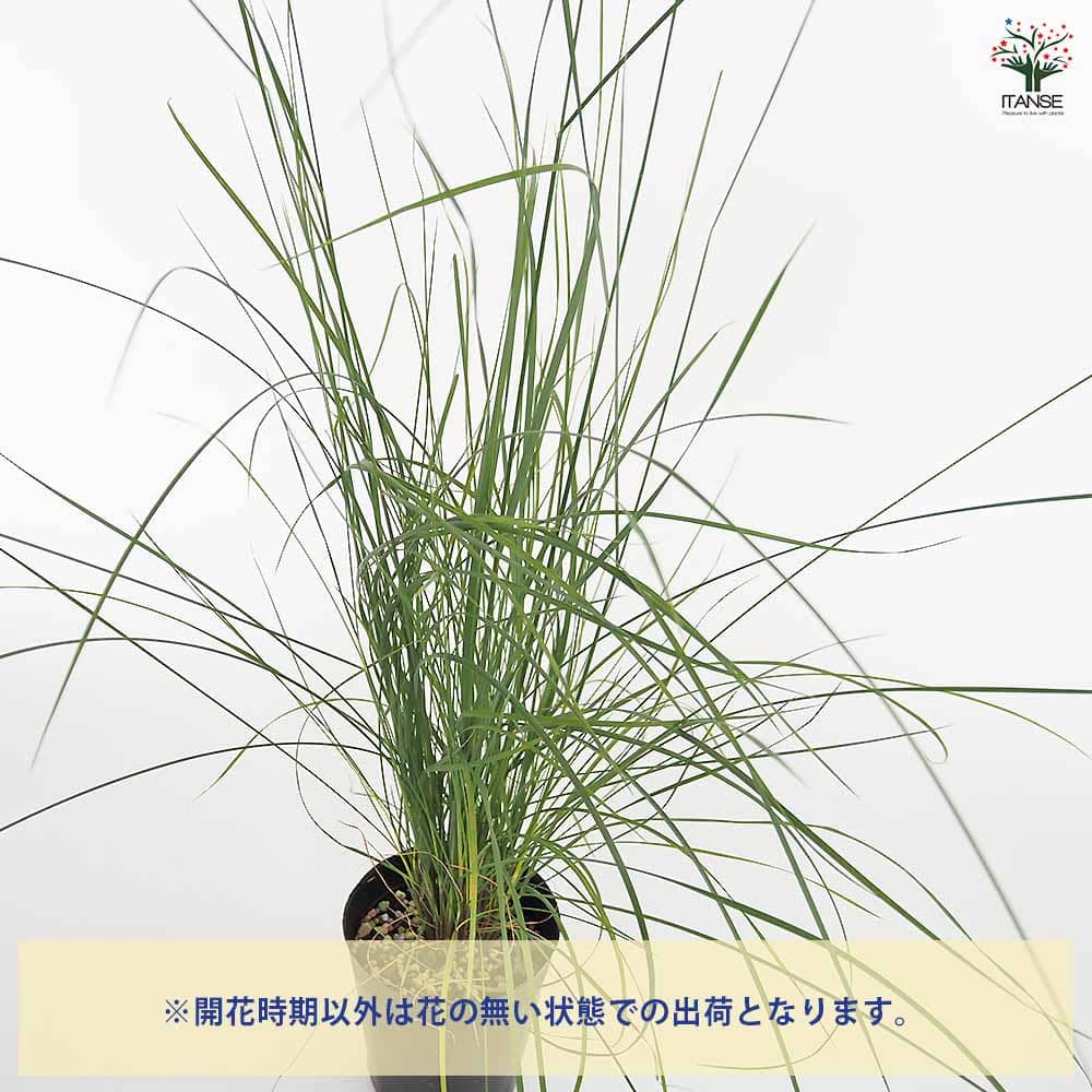 ミューレンベルギア カピラリス 【花苗 3.5号】｜ 【植物の