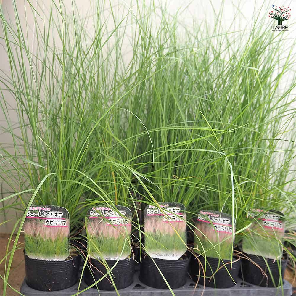 ミューレンベルギア カピラリス 【花苗 3.5号】｜ 【植物の