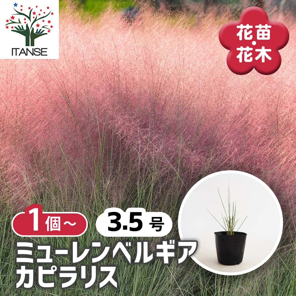 ミューレンベルギア カピラリス 【花苗 3.5号】｜ 【植物の