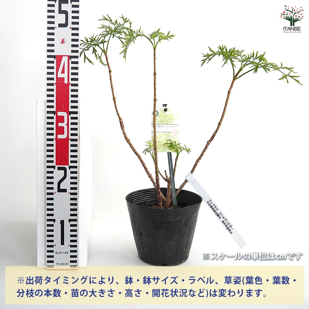 サンブカス ゴールデンタワー 【花木苗 5号／1個売り】｜ 【植物の
