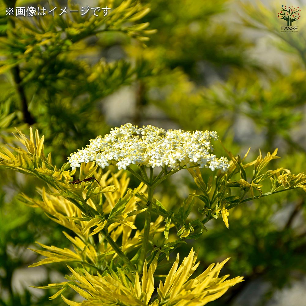 サンブカス ゴールデンタワー 【花木苗 5号／1個売り】｜ 【植物の