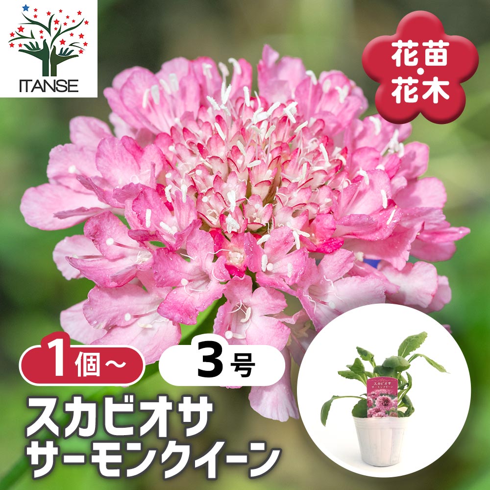 スカビオサ サーモンクイーン 【花苗 3号】｜ 【植物のITANSE