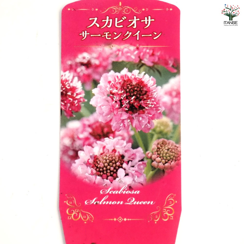 スカビオサ サーモンクイーン 【花苗 3号】｜ 【植物のITANSE