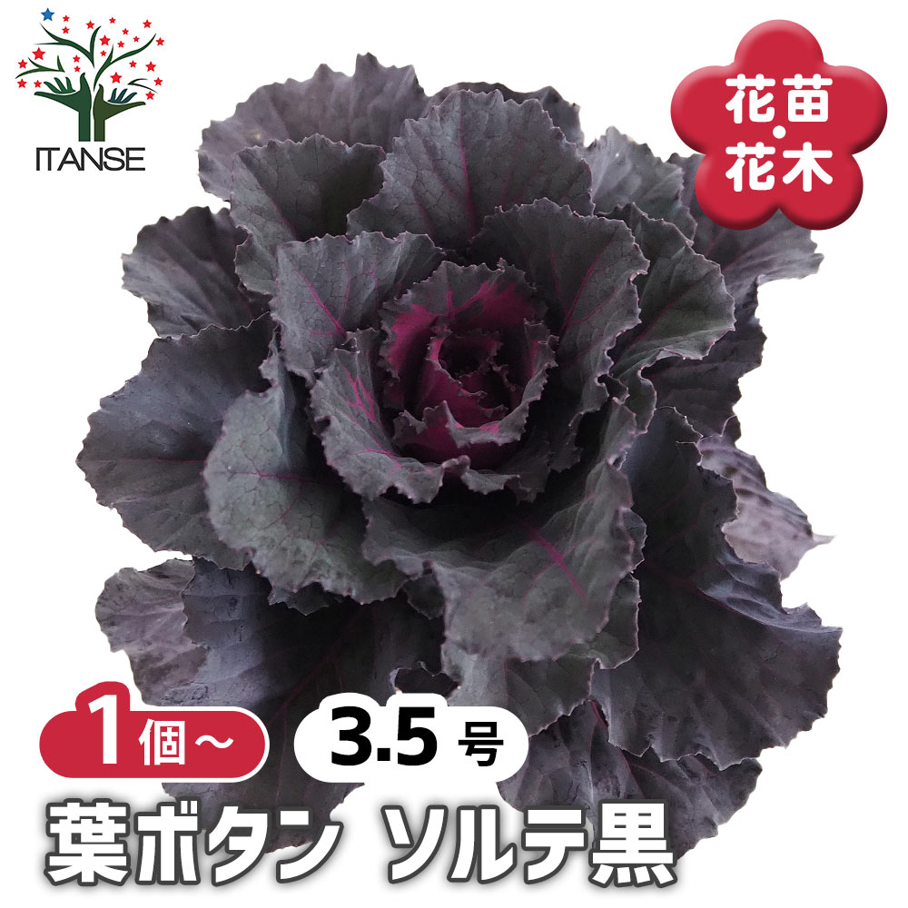 葉ボタン ファンシーソルテ黒 【花苗 3.5号】｜ 【植物のITANSE