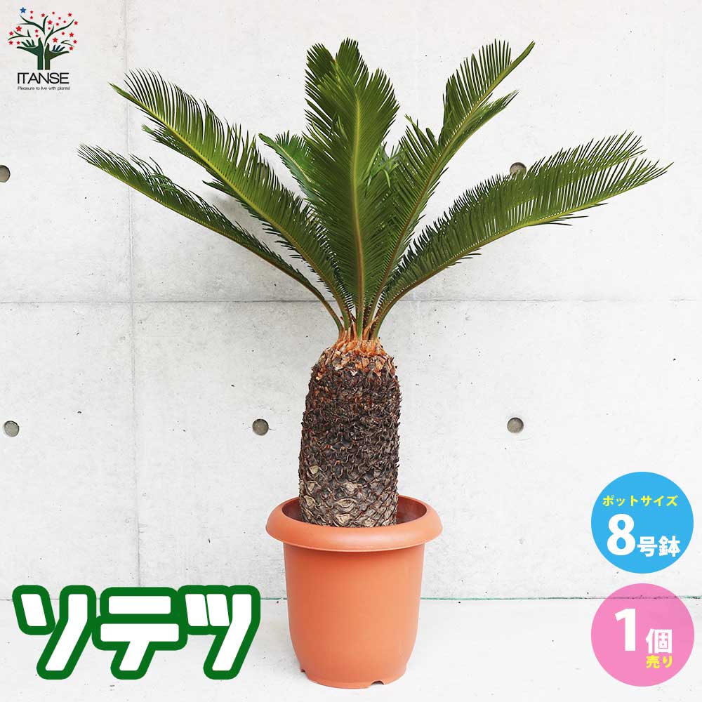 ソテツ 【観葉植物 8号鉢大苗／1個売り】｜ 【植物の