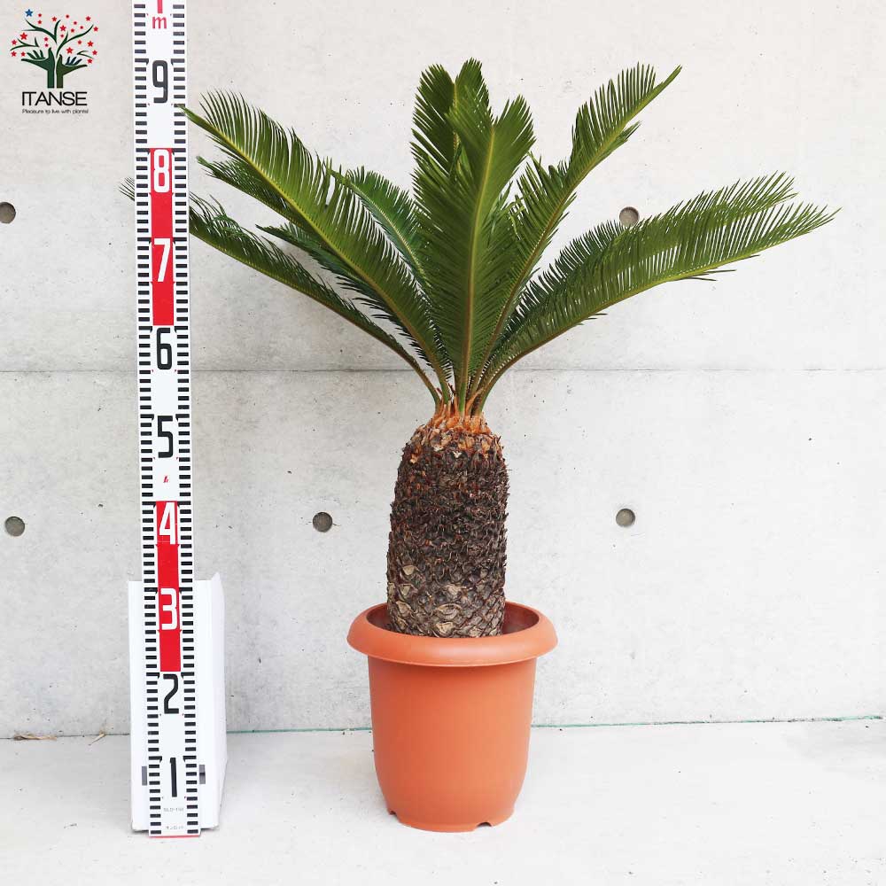 ソテツ 【観葉植物 8号鉢大苗／1個売り】｜ 【植物のITANSE