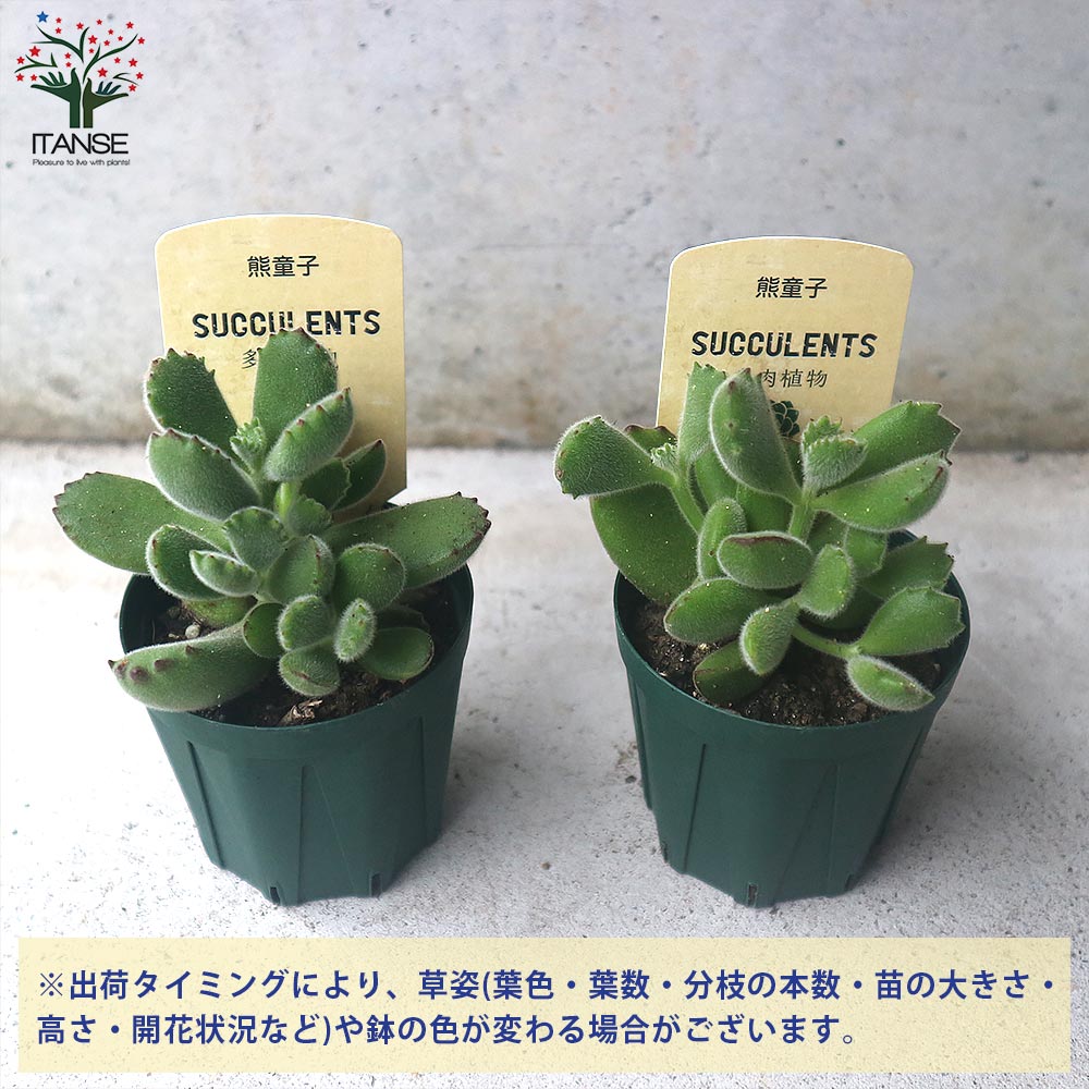 熊童子(クマドウジ) 【多肉植物 2.5号鉢／1個売り】｜ 【植物の