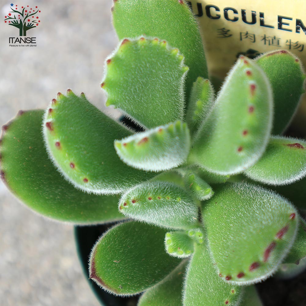 熊童子 多肉植物 多肉のアニマルシリーズ代表、人気の熊童子（+錦）を育てる | 山梨で