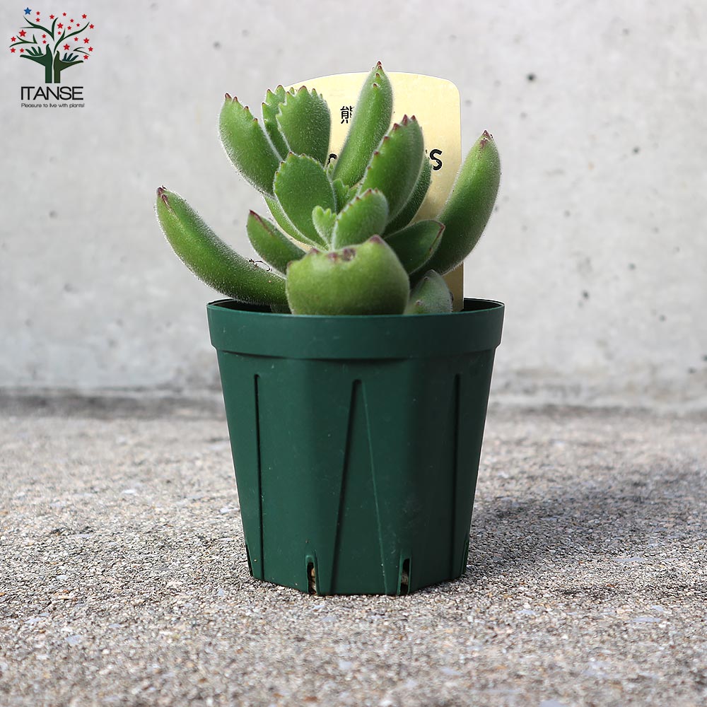 熊童子(クマドウジ) 【多肉植物 2.5号鉢／1個売り】｜ 【植物の